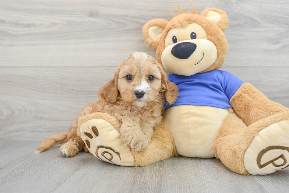 Funny Cavapoo Poodle Mix Pup