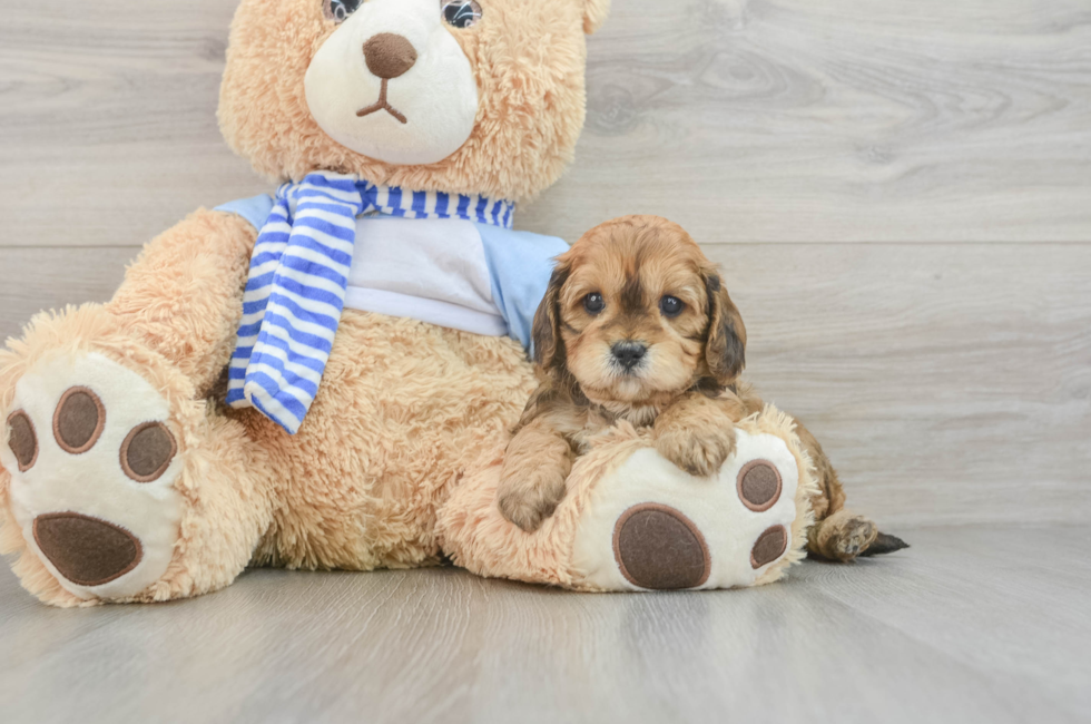 6 week old Cavapoo Puppy For Sale - Florida Fur Babies