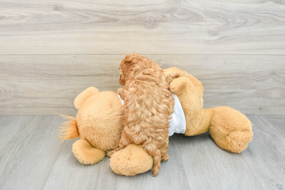 Popular Cavapoo Poodle Mix Pup