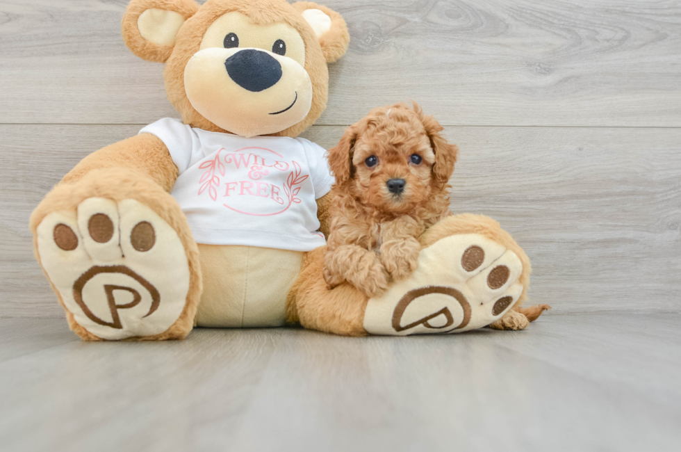 5 week old Cavapoo Puppy For Sale - Florida Fur Babies