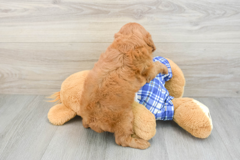 Meet Calvin - our Cavapoo Puppy Photo 2/3 - Florida Fur Babies