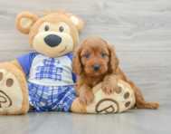 8 week old Cavapoo Puppy For Sale - Florida Fur Babies