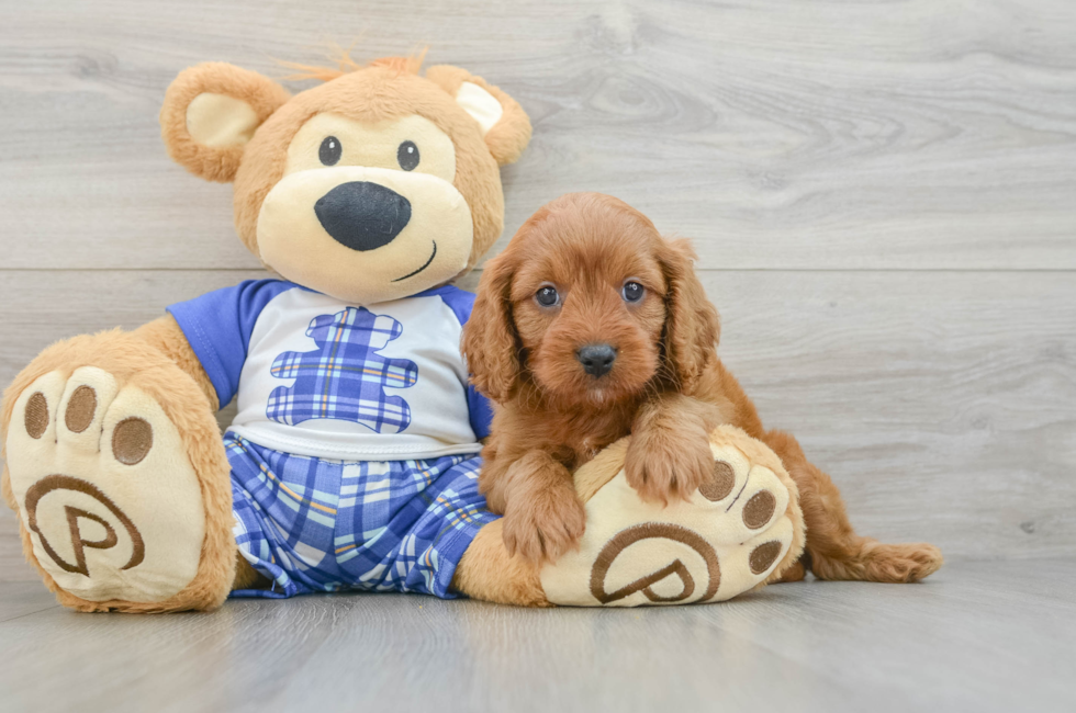 5 week old Cavapoo Puppy For Sale - Florida Fur Babies