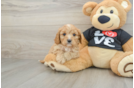 Sweet Cavapoo Baby