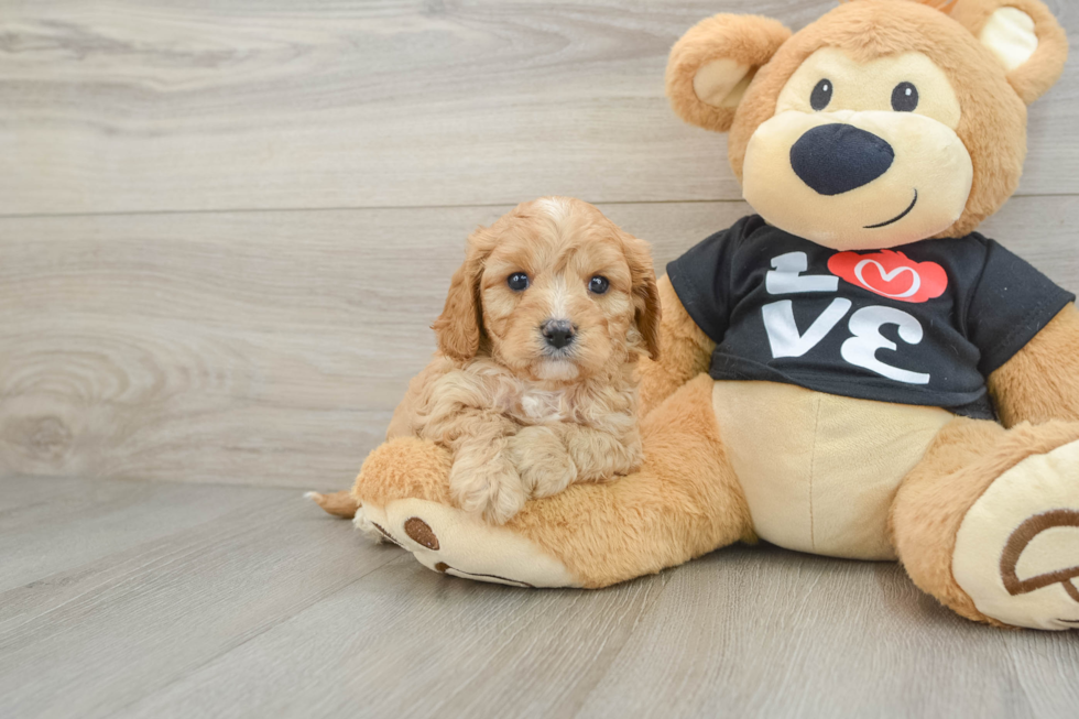 Sweet Cavapoo Baby