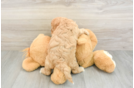 Best Cavapoo Baby