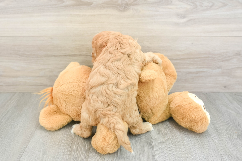 Best Cavapoo Baby