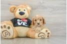 Energetic Cavoodle Poodle Mix Puppy