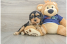 Friendly Cavapoo Baby