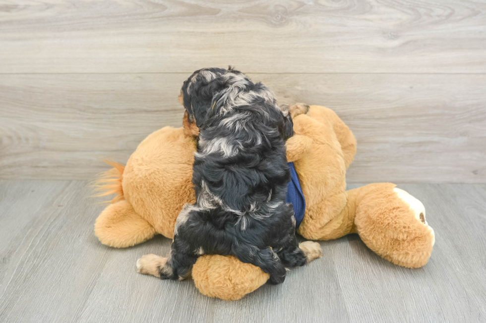 Sweet Cavapoo Baby