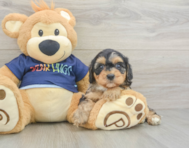 8 week old Cavapoo Puppy For Sale - Florida Fur Babies