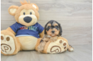 Best Cavapoo Baby