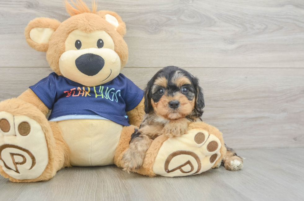 5 week old Cavapoo Puppy For Sale - Florida Fur Babies
