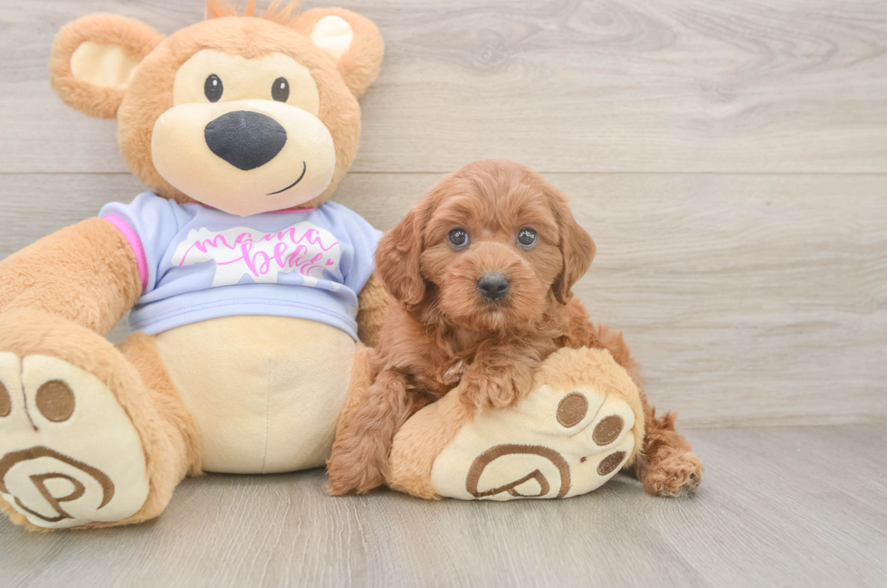 6 week old Cavapoo Puppy For Sale - Florida Fur Babies
