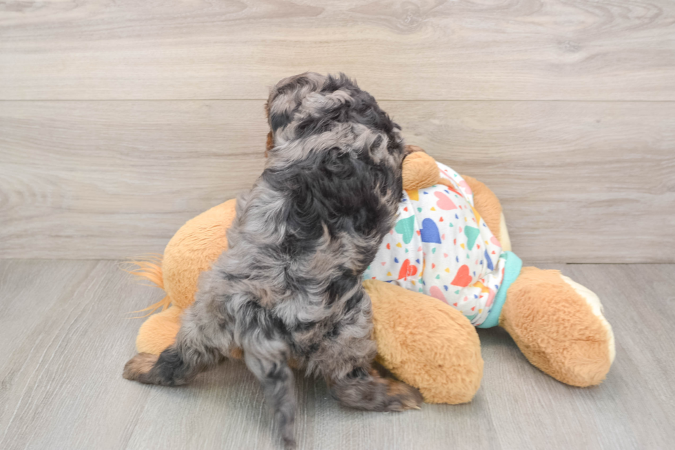 Cavapoo Pup Being Cute