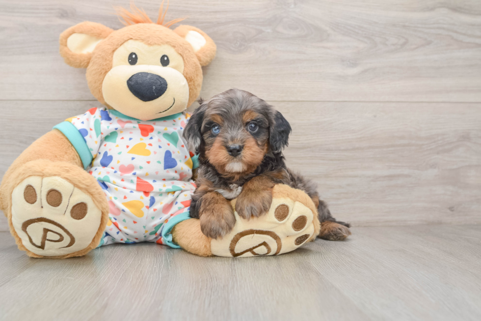 Cavapoo Puppy for Adoption
