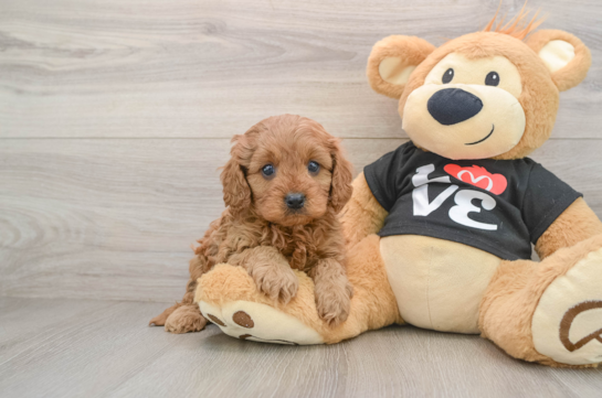 Energetic Cavoodle Poodle Mix Puppy
