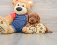 8 week old Cavapoo Puppy For Sale - Florida Fur Babies