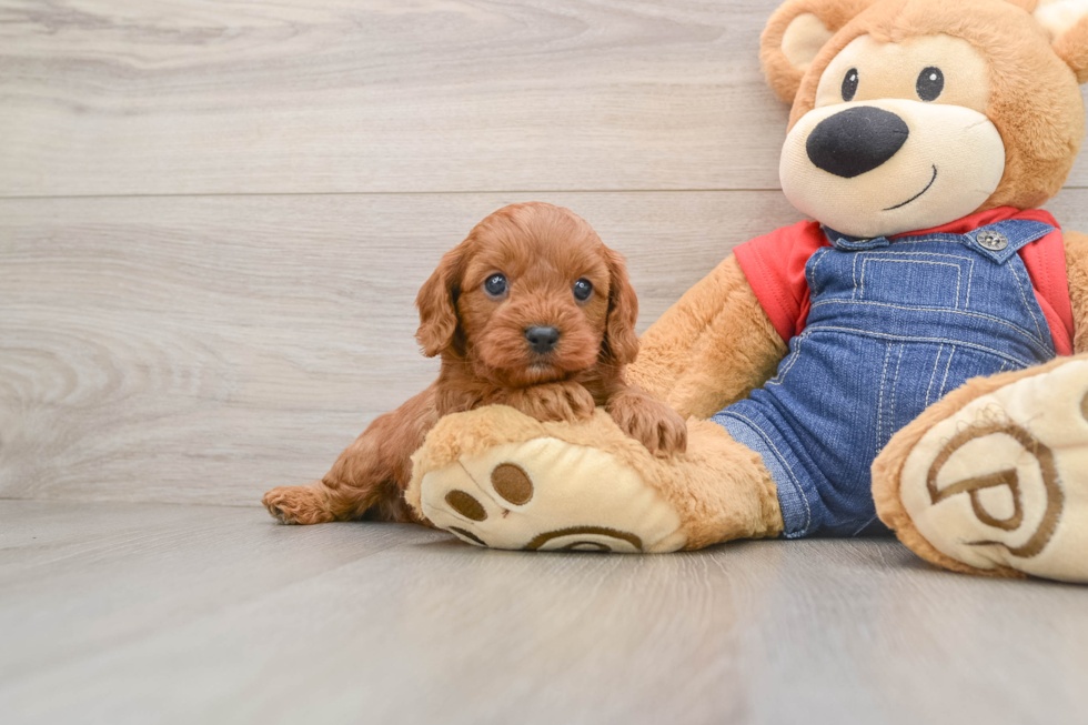 Friendly Cavapoo Baby