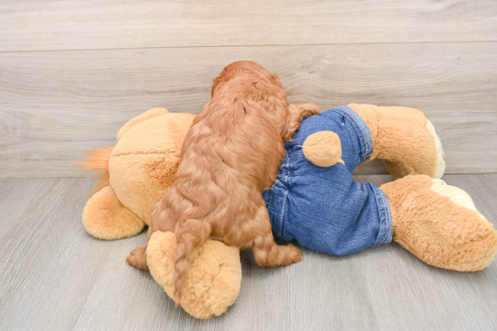 Adorable Cavalier King Charles Spaniel and Poodle Mix Poodle Mix Puppy