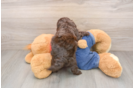 Cavapoo Puppy for Adoption