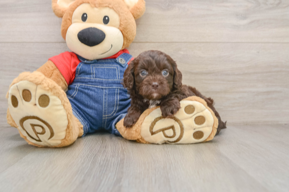 Cavapoo Puppy for Adoption