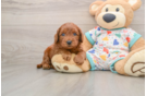 Smart Cavapoo Poodle Mix Pup