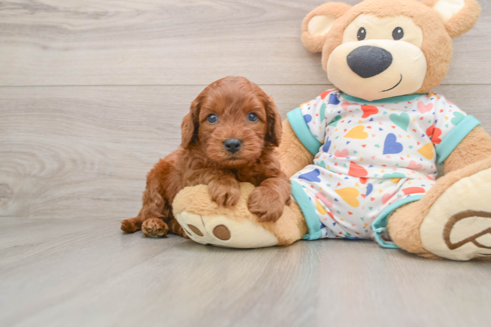 Smart Cavapoo Poodle Mix Pup
