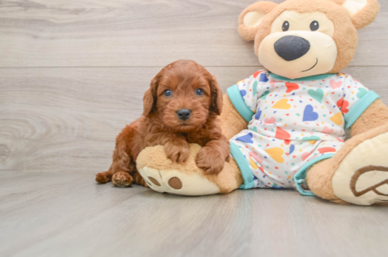Smart Cavapoo Poodle Mix Pup