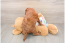Petite Cavapoo Poodle Mix Pup