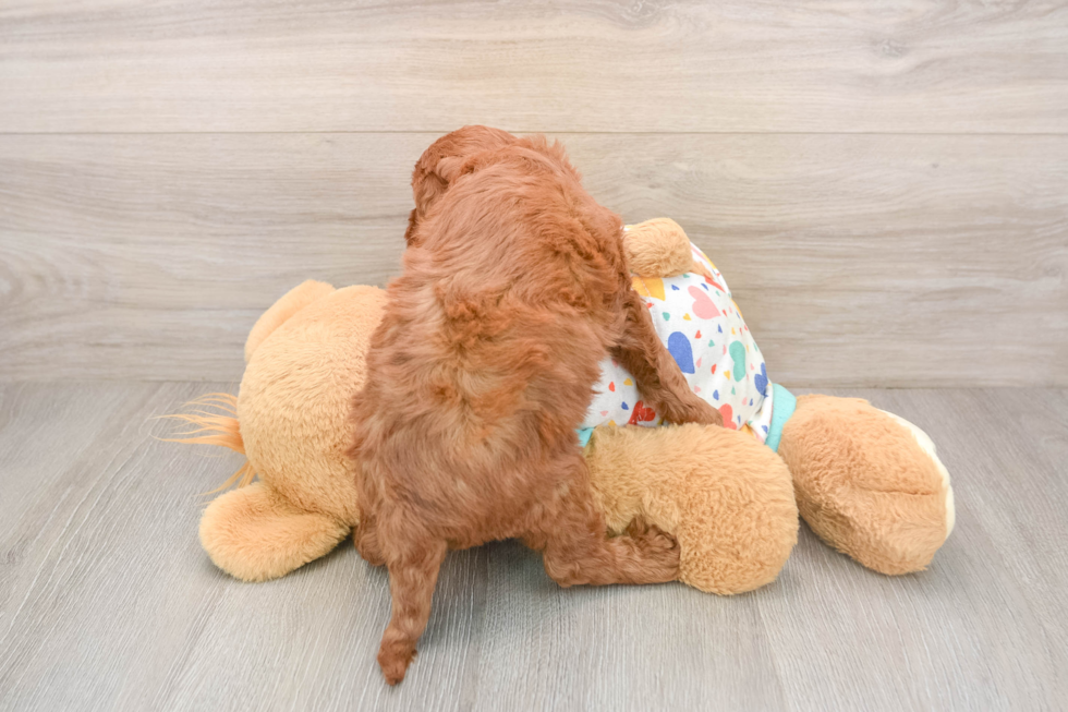 Petite Cavapoo Poodle Mix Pup