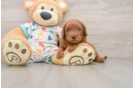 Cavapoo Pup Being Cute