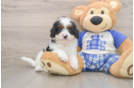 Smart Cavapoo Poodle Mix Pup