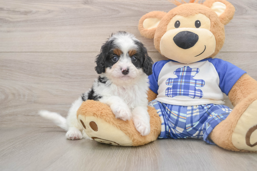 Smart Cavapoo Poodle Mix Pup