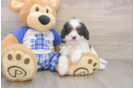 Cavapoo Pup Being Cute