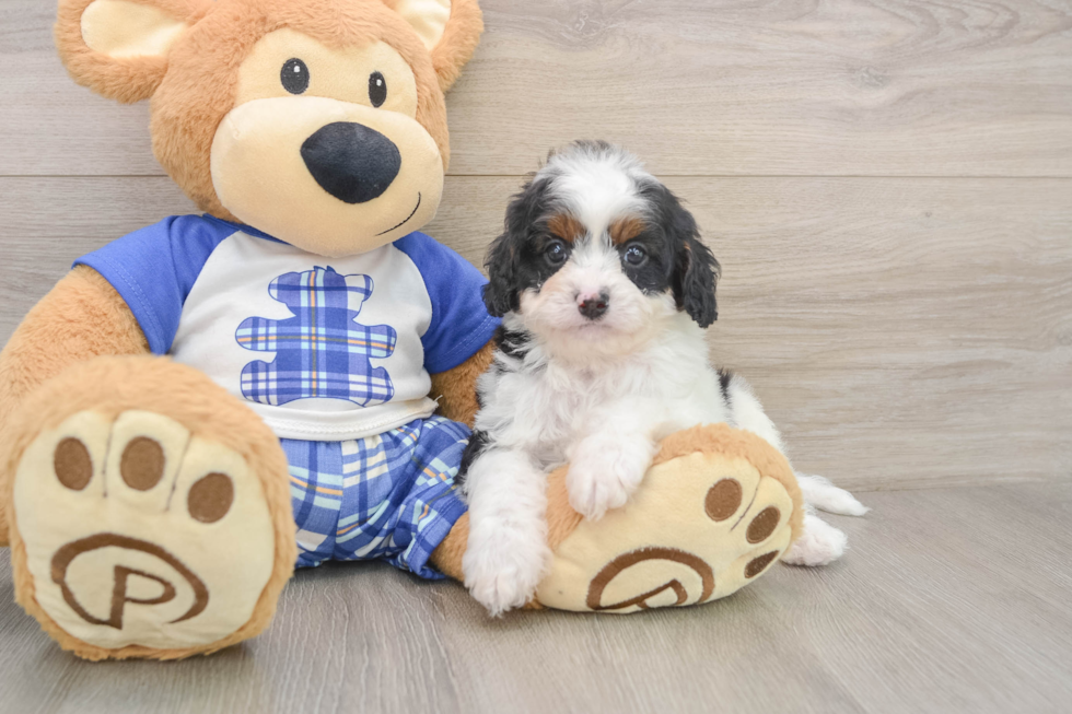 Cavapoo Pup Being Cute