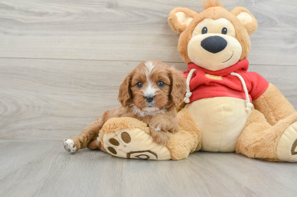 5 week old Cavapoo Puppy For Sale - Florida Fur Babies