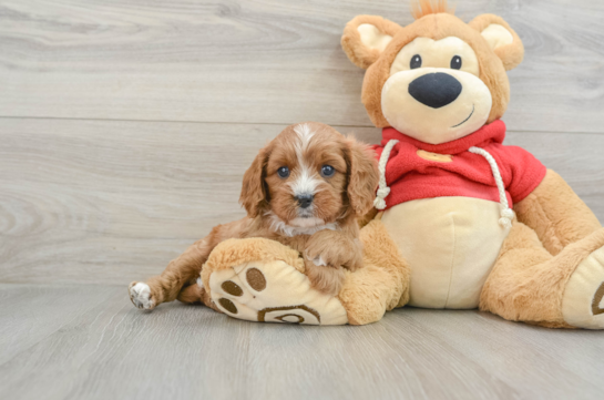 Cavapoo Pup Being Cute