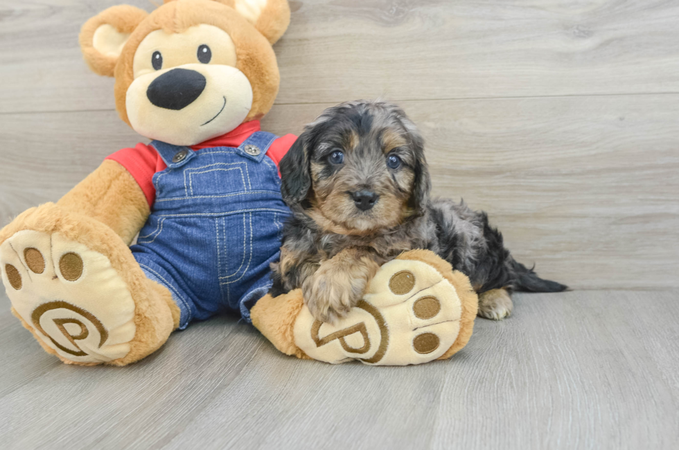 7 week old Cavapoo Puppy For Sale - Florida Fur Babies