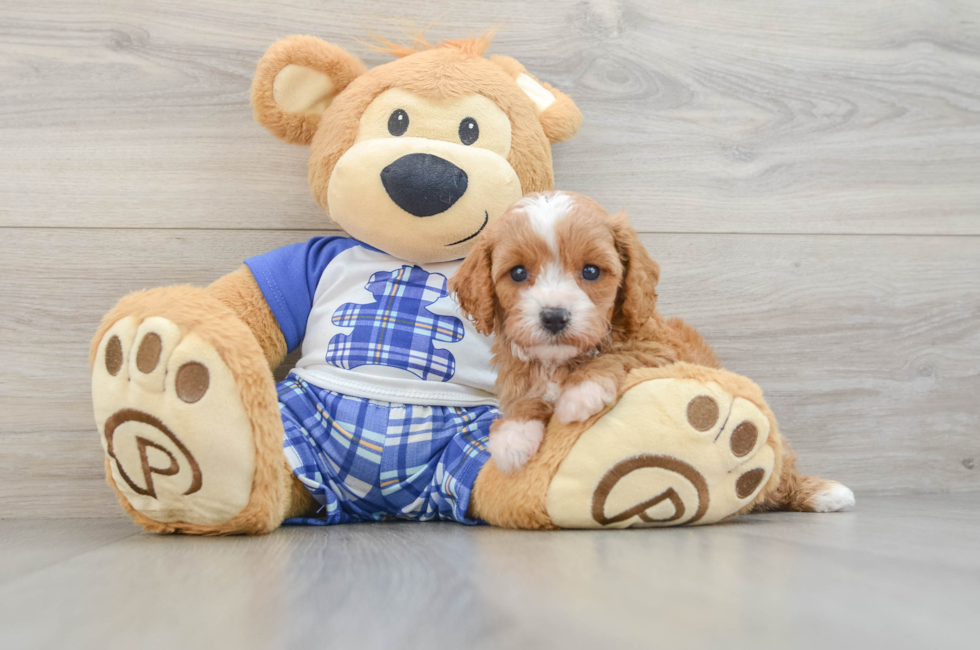 5 week old Cavapoo Puppy For Sale - Florida Fur Babies