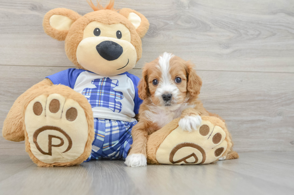 6 week old Cavapoo Puppy For Sale - Florida Fur Babies