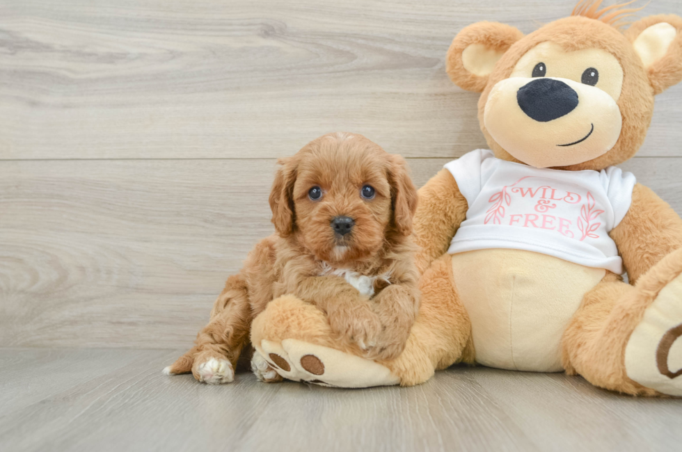 7 week old Cavapoo Puppy For Sale - Florida Fur Babies
