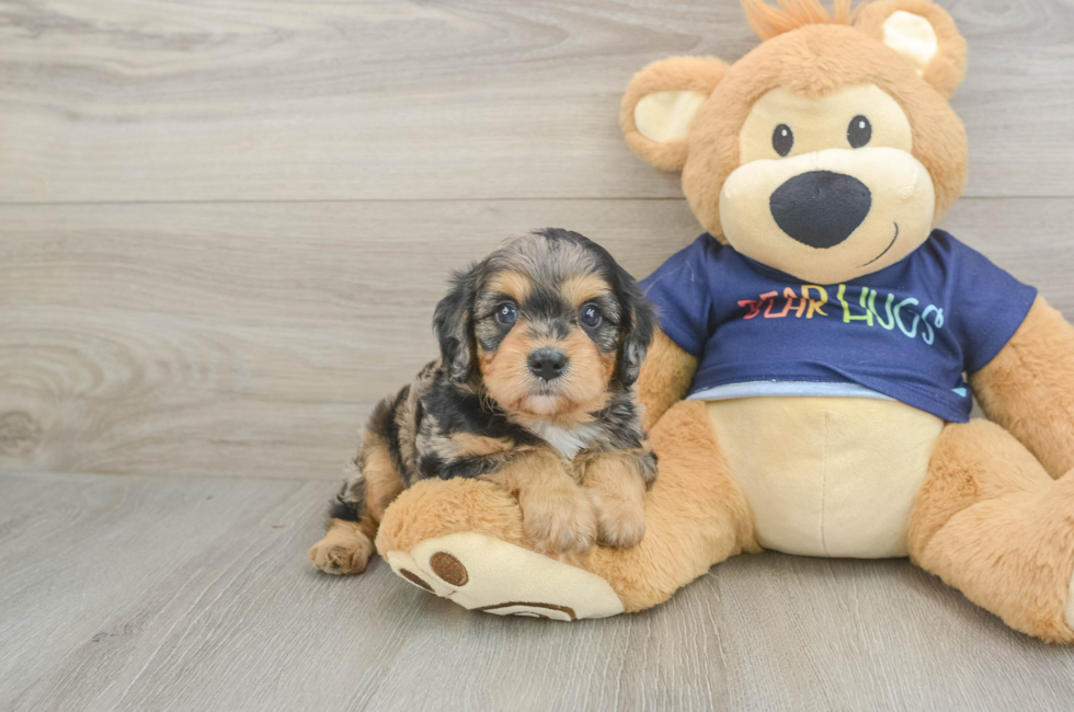5 week old Cavapoo Puppy For Sale - Florida Fur Babies