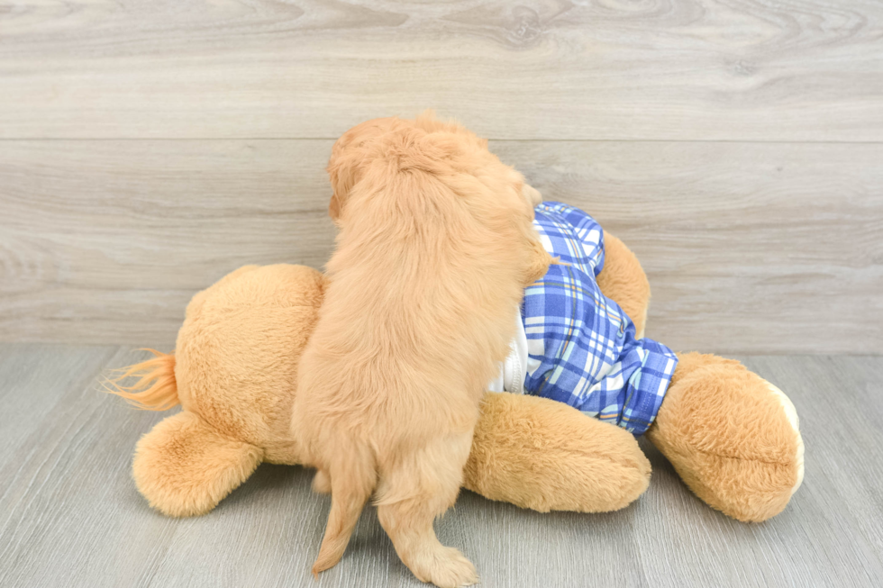 Cavapoo Pup Being Cute
