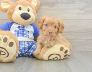 8 week old Cavapoo Puppy For Sale - Florida Fur Babies