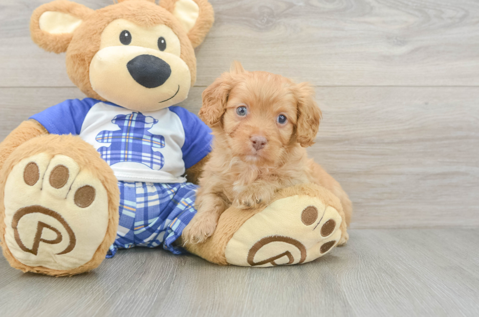 5 week old Cavapoo Puppy For Sale - Florida Fur Babies