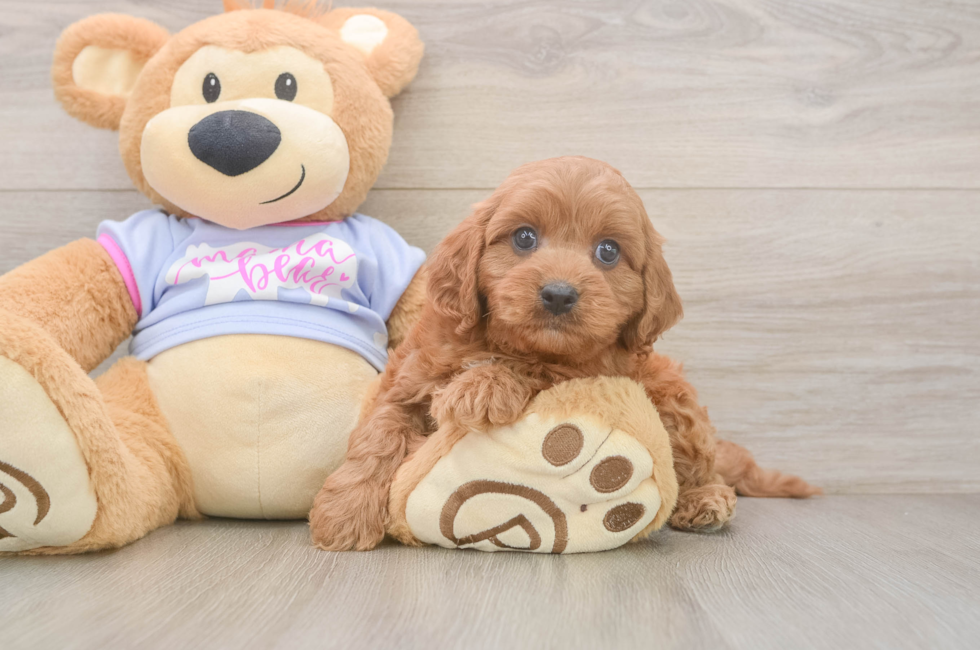 6 week old Cavapoo Puppy For Sale - Florida Fur Babies