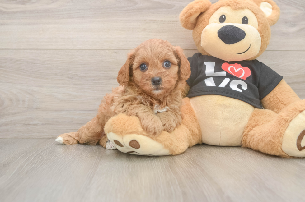 6 week old Cavapoo Puppy For Sale - Florida Fur Babies