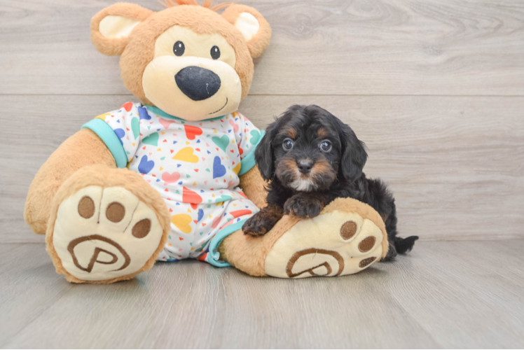 Best Cavapoo Baby