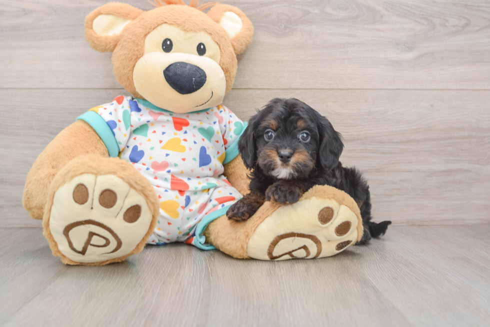 Best Cavapoo Baby